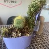 Purple Cactus Pleaser